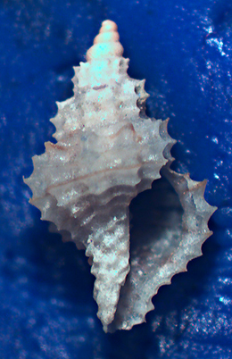 Raphitoma da confermare